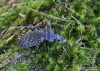 střevlík hrbolatý (Brouci), Carabus variolosus variolosus (Coleoptera)